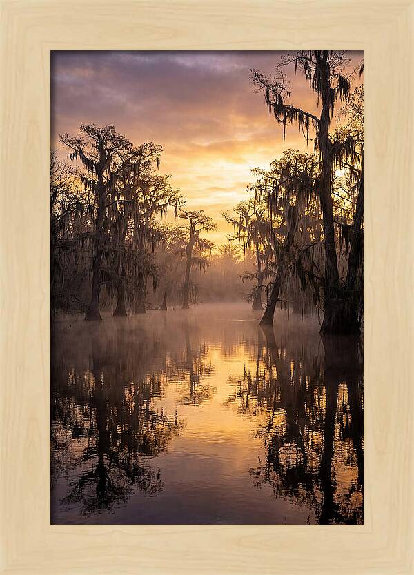 Swamp Serenity At Dawn