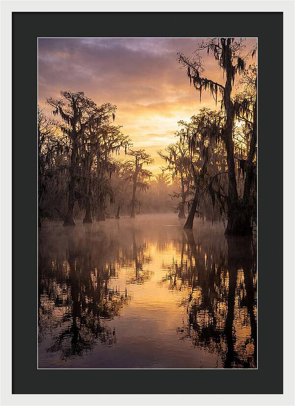 Swamp Serenity At Dawn