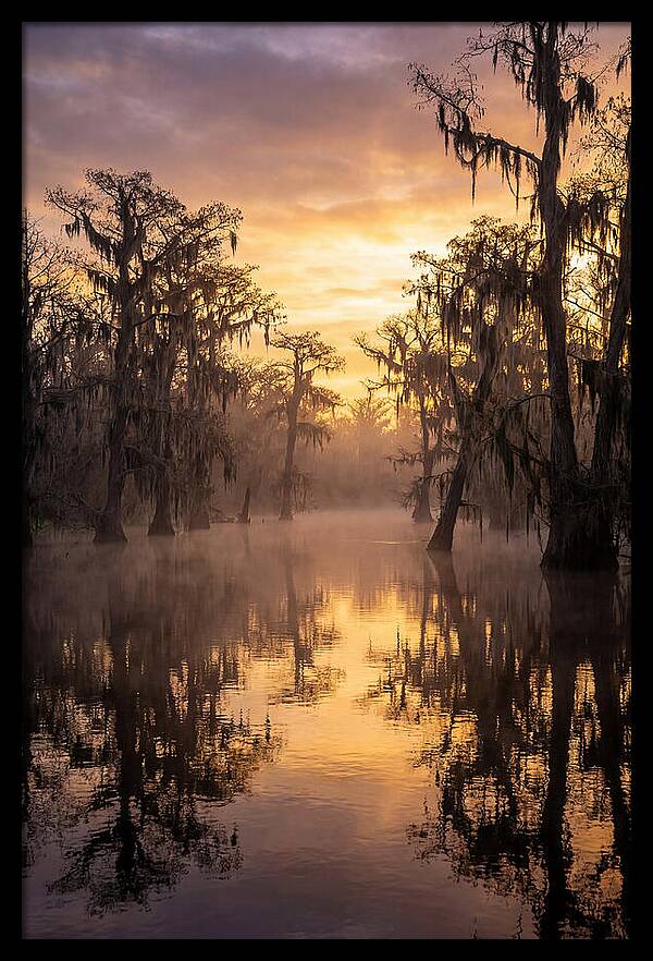Swamp Serenity At Dawn
