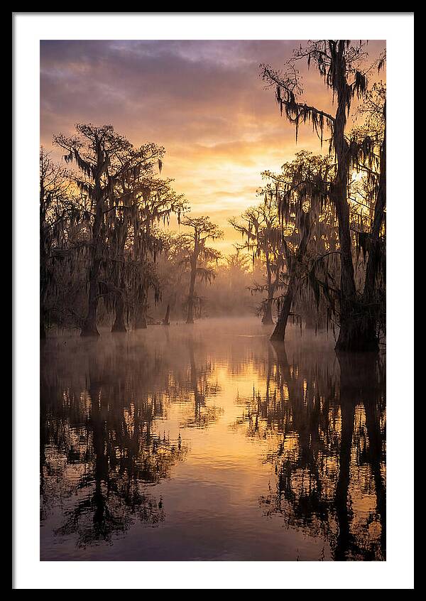 Swamp Serenity At Dawn