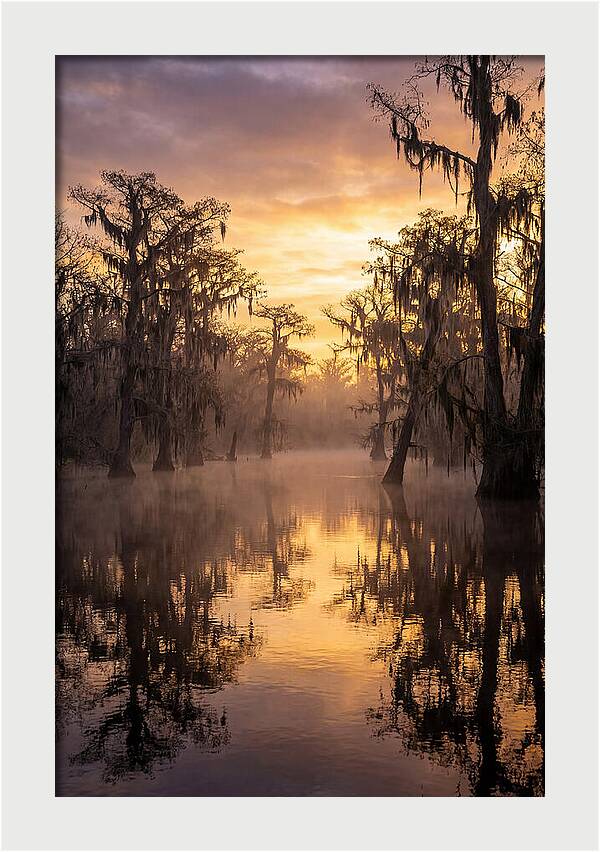 Swamp Serenity At Dawn