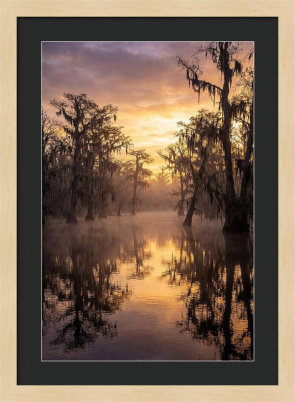 Swamp Serenity At Dawn