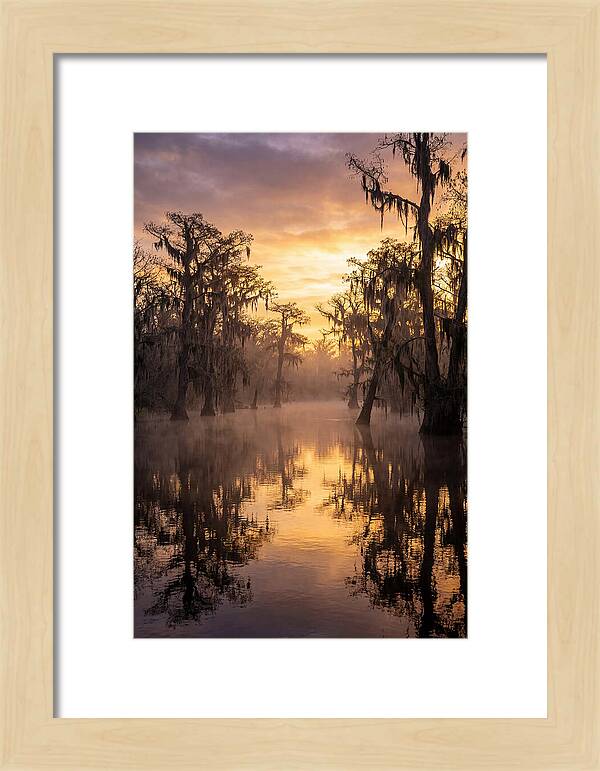 Swamp Serenity At Dawn