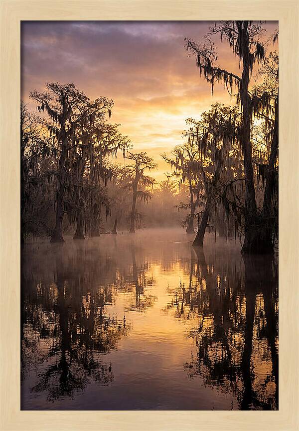 Swamp Serenity At Dawn