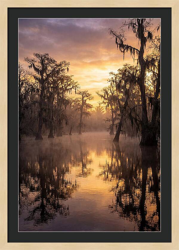 Swamp Serenity At Dawn