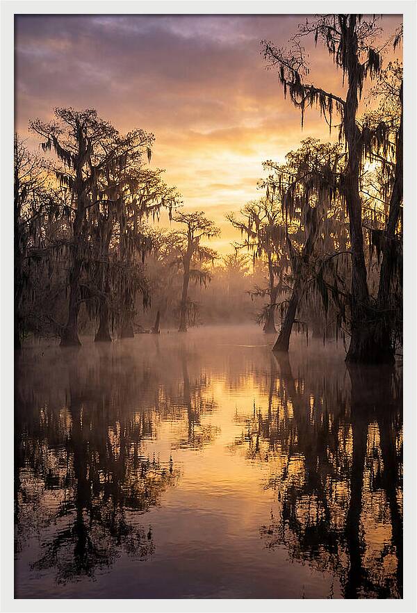 Swamp Serenity At Dawn