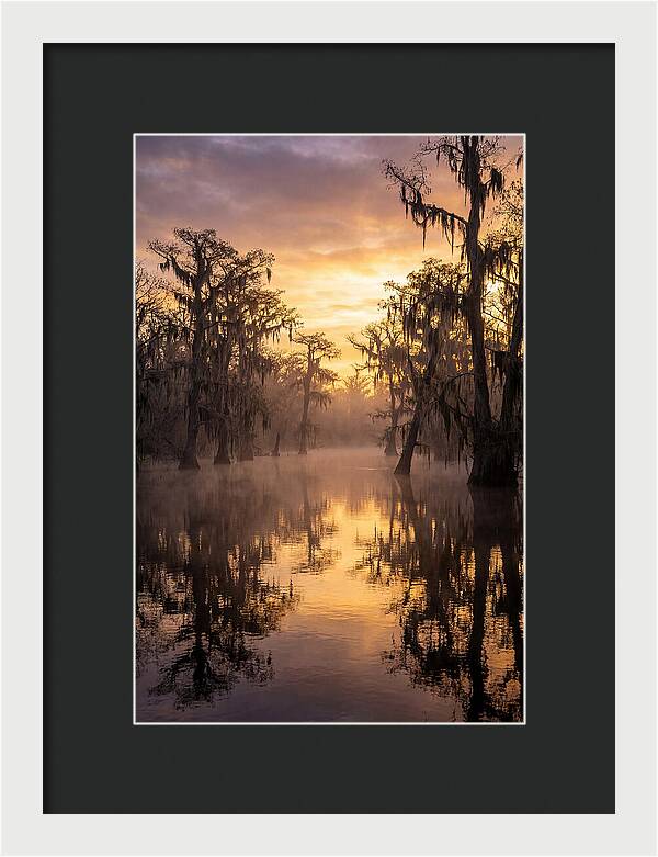 Swamp Serenity At Dawn