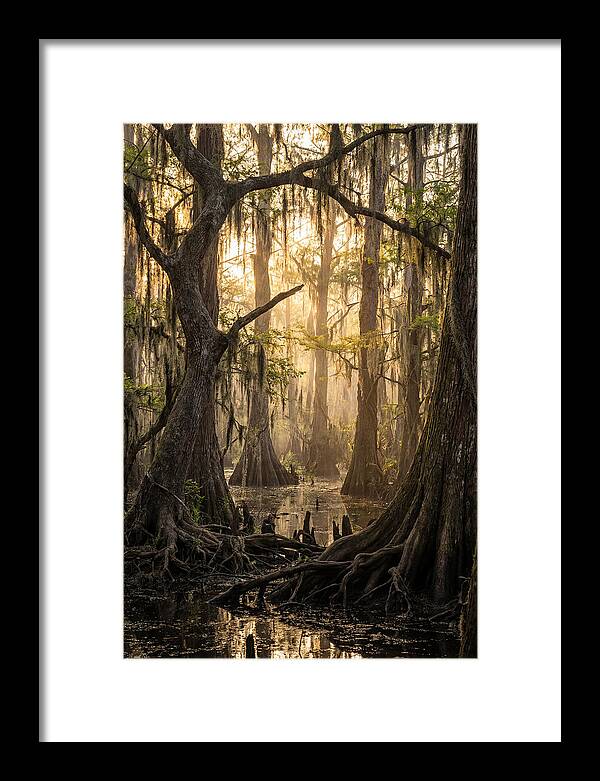 Swamp Serenity At Dusk