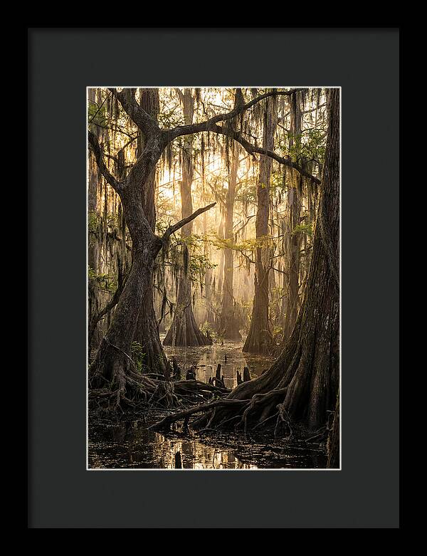 Swamp Serenity At Dusk