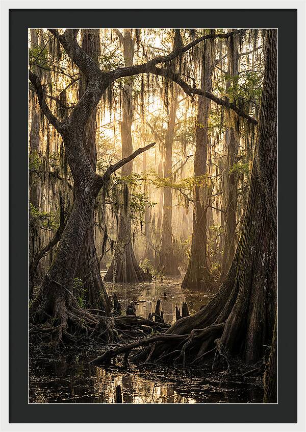 Swamp Serenity At Dusk