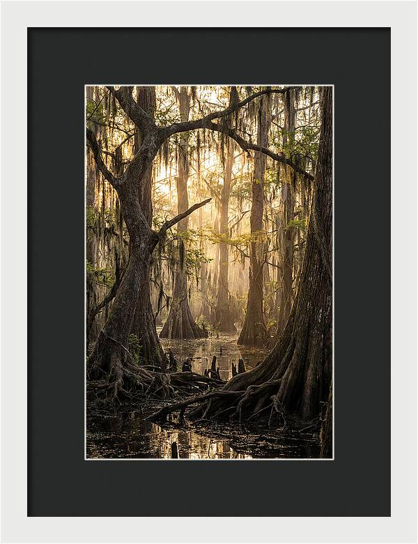 Swamp Serenity At Dusk