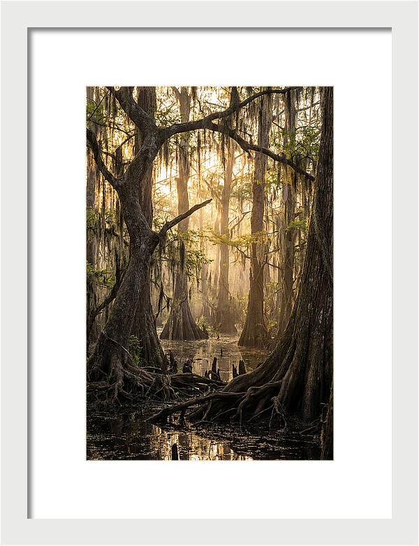 Swamp Serenity At Dusk