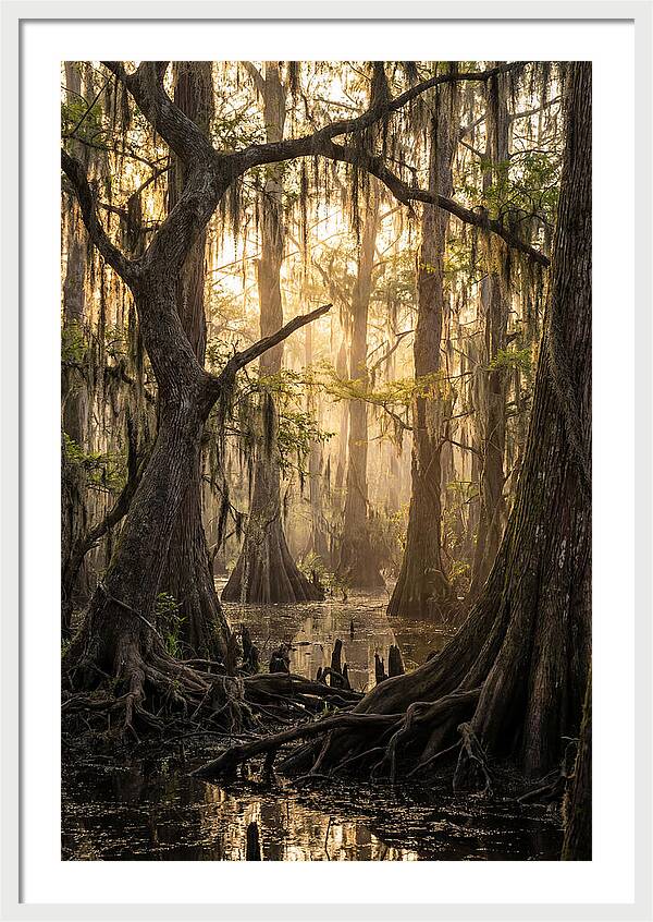 Swamp Serenity At Dusk
