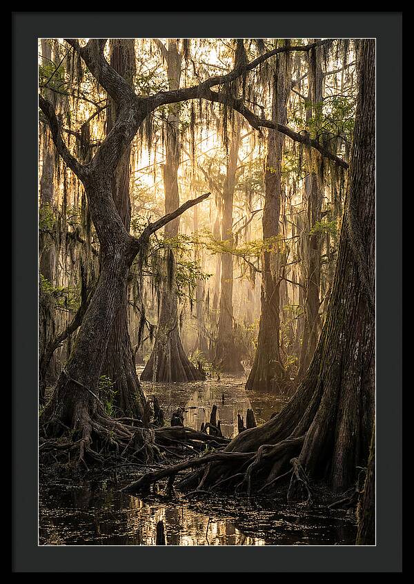 Swamp Serenity At Dusk