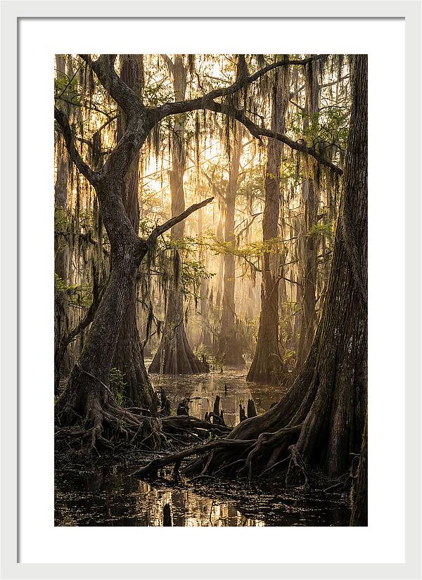 Swamp Serenity At Dusk