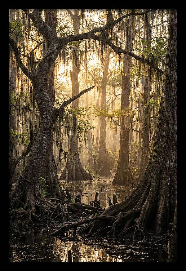 Swamp Serenity At Dusk