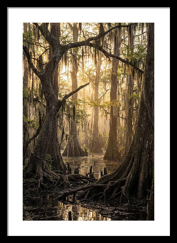 Swamp Serenity At Dusk