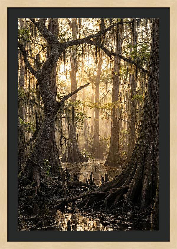 Swamp Serenity At Dusk