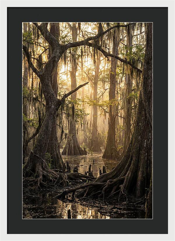Swamp Serenity At Dusk