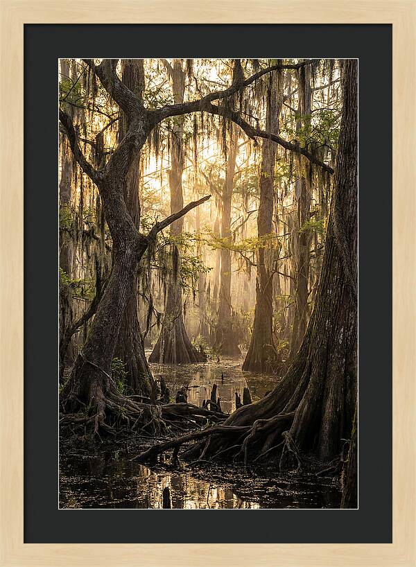 Swamp Serenity At Dusk