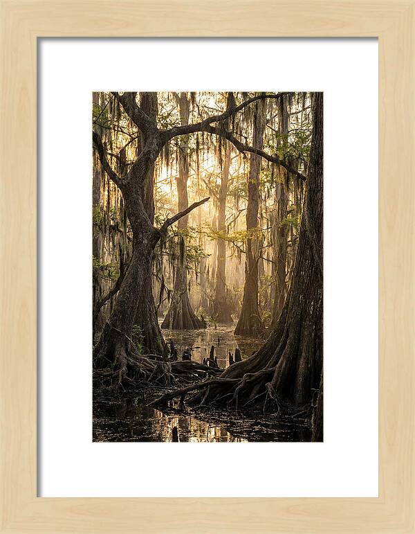 Swamp Serenity At Dusk