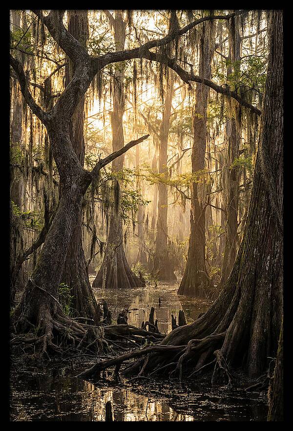 Swamp Serenity At Dusk