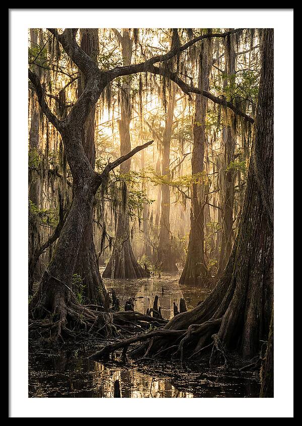 Swamp Serenity At Dusk