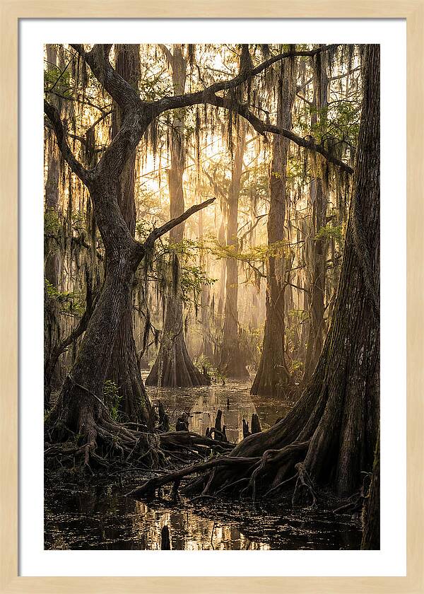 Swamp Serenity At Dusk