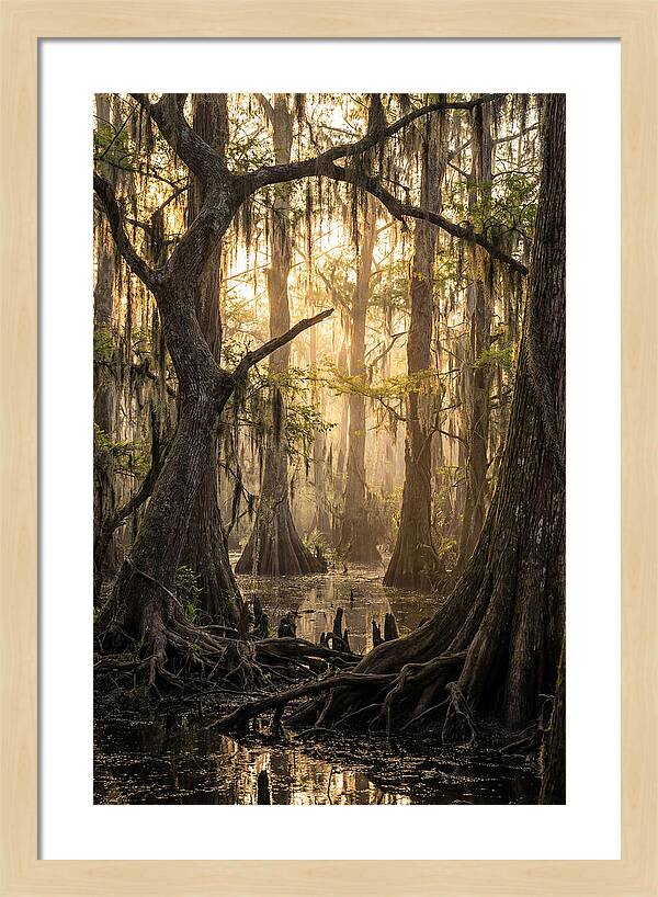 Swamp Serenity At Dusk
