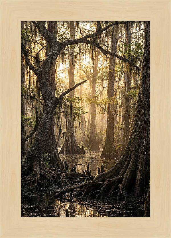 Swamp Serenity At Dusk