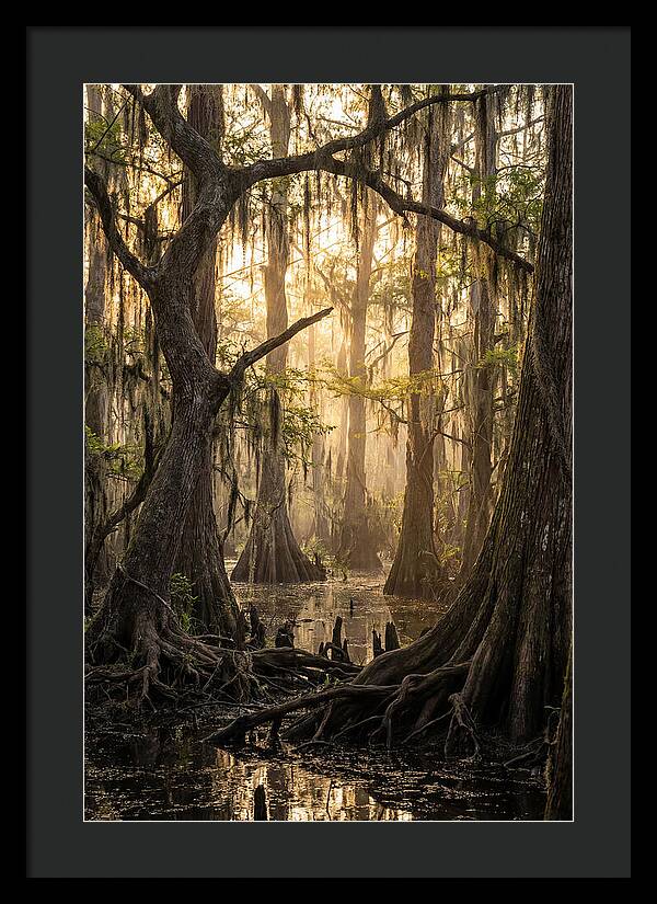 Swamp Serenity At Dusk