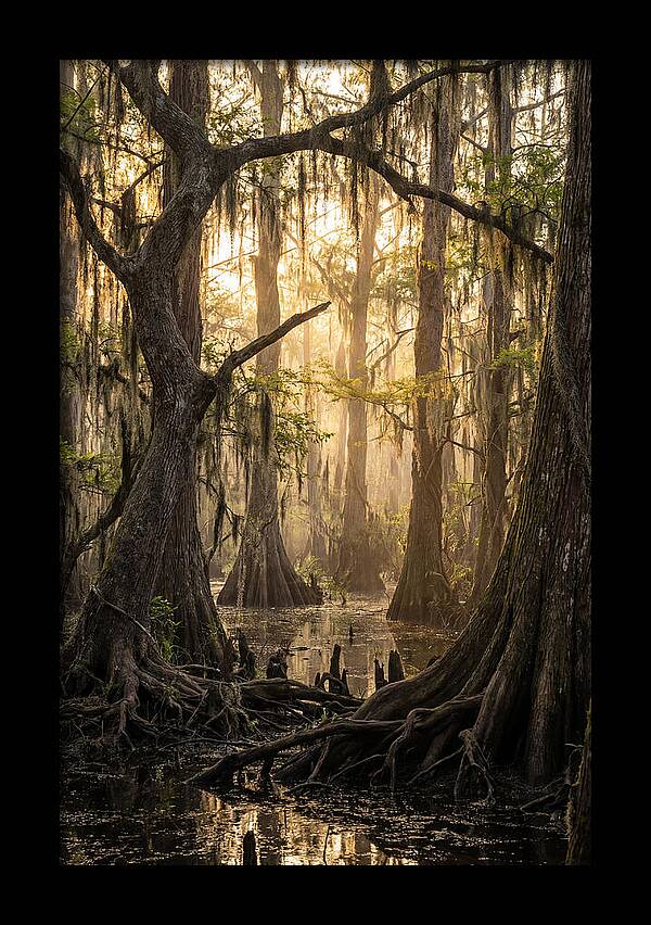 Swamp Serenity At Dusk