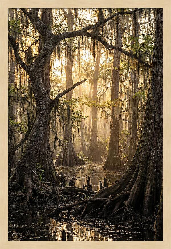 Swamp Serenity At Dusk