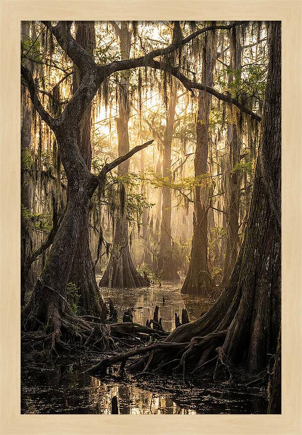 Swamp Serenity At Dusk