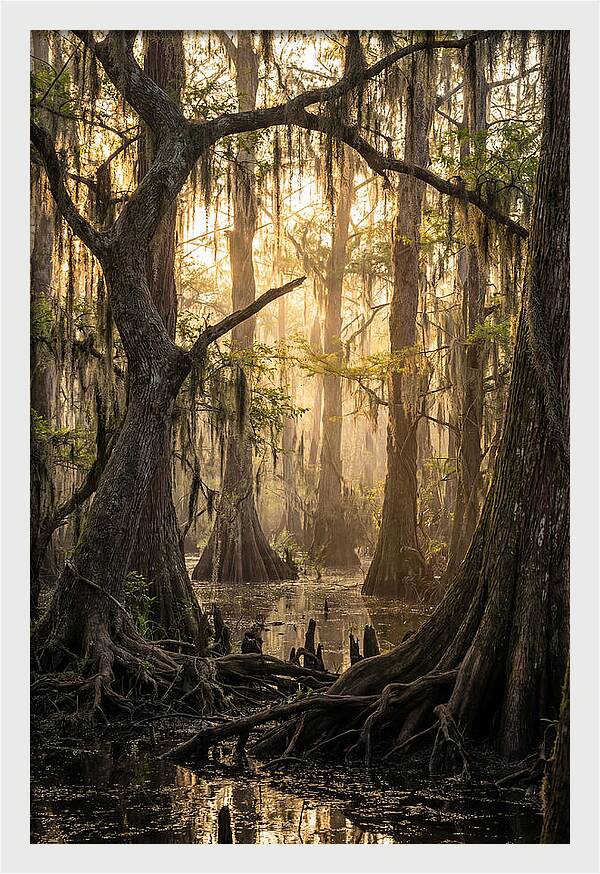 Swamp Serenity At Dusk