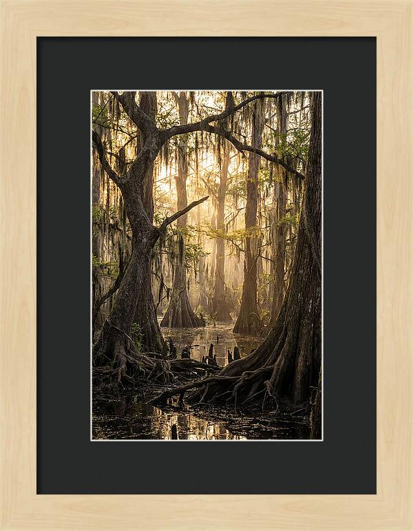 Swamp Serenity At Dusk