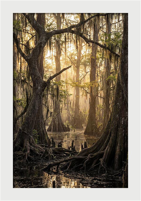 Swamp Serenity At Dusk