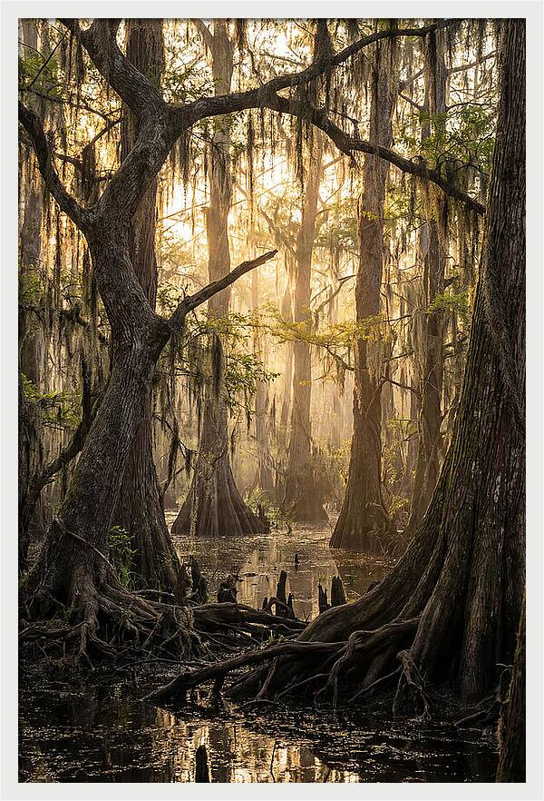Swamp Serenity At Dusk