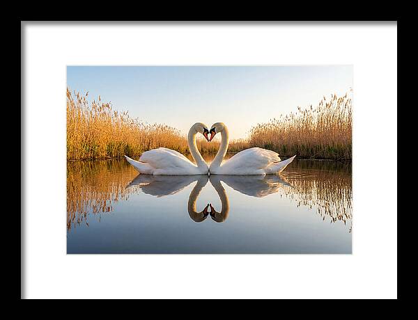 Swans Embracing In Serenity