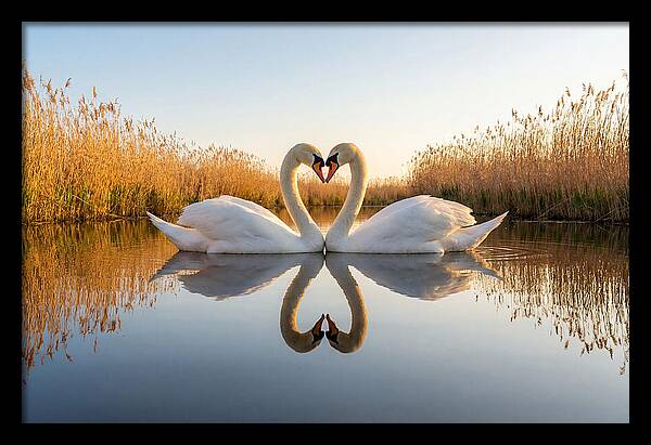 Swans Embracing In Serenity