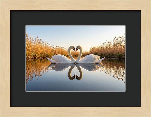 Swans Embracing In Serenity