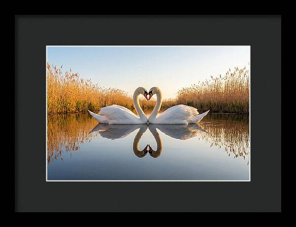 Swans Embracing In Serenity