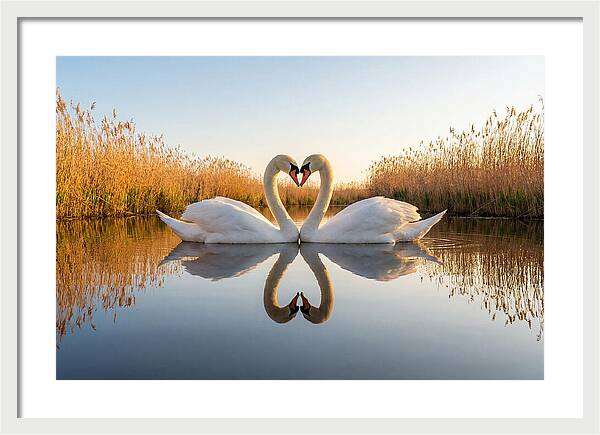 Swans Embracing In Serenity