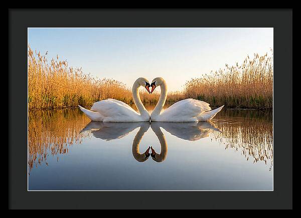 Swans Embracing In Serenity