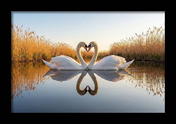 Swans Embracing In Serenity