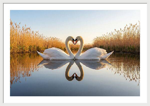 Swans Embracing In Serenity