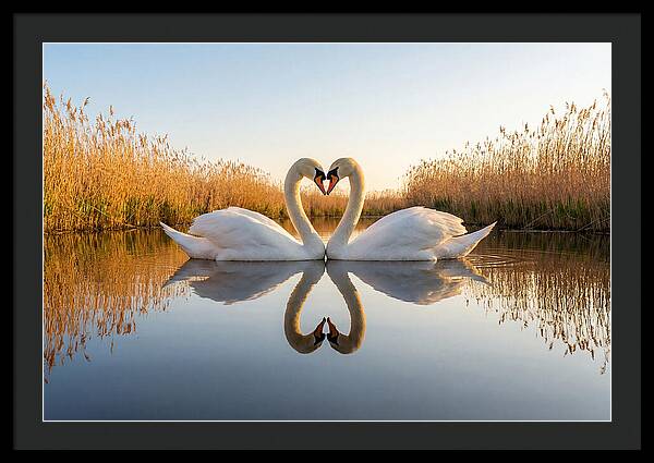 Swans Embracing In Serenity
