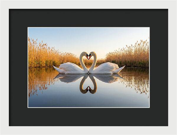 Swans Embracing In Serenity