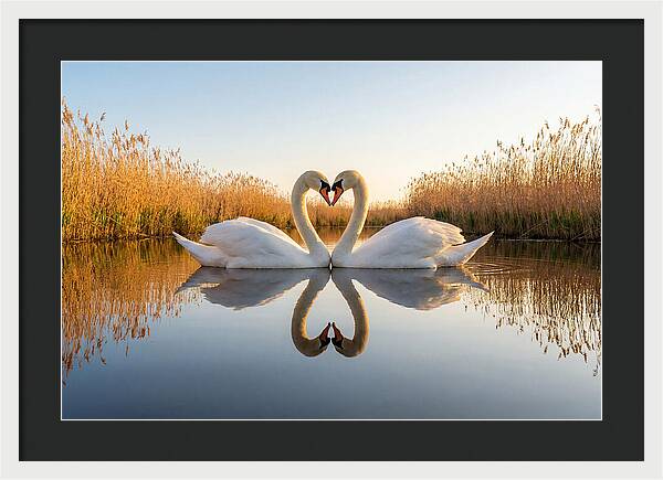 Swans Embracing In Serenity
