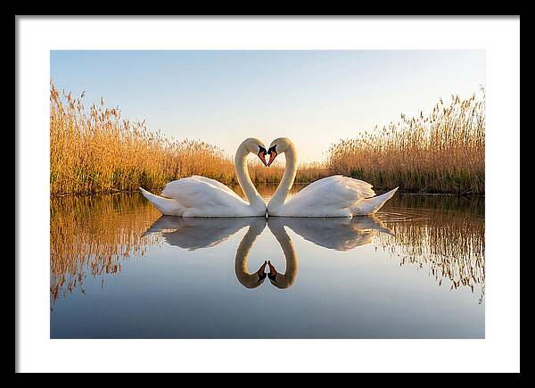 Swans Embracing In Serenity